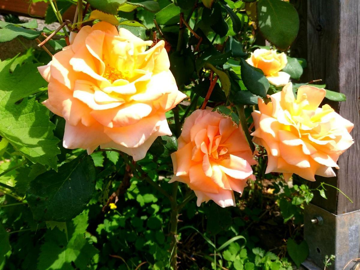 Casa Delle Rose Villa Teglio Ngoại thất bức ảnh